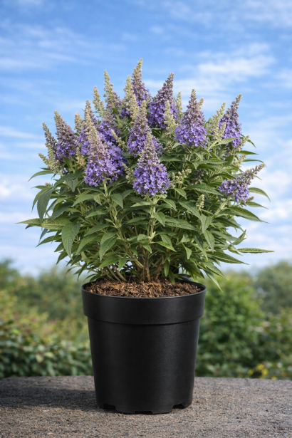 Buddleja davidi Літл Ліла цвітіння